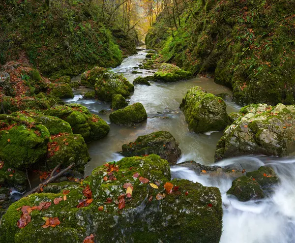 Vibrant Landscape Canyon River Lush Colorful Autumn Forest — Stock Photo, Image