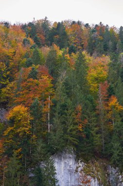 Renkli ormanlarla kaplı dağlarla dolu canlı sonbahar manzarası