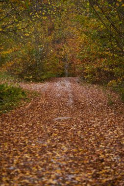 Yıkık yapraklarla kaplı, orman ve dağların içinden geçen bir sonbahar manzarası.