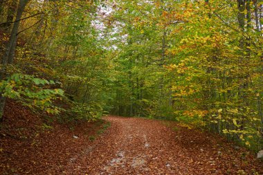 Yıkık yapraklarla kaplı, orman ve dağların içinden geçen bir sonbahar manzarası.