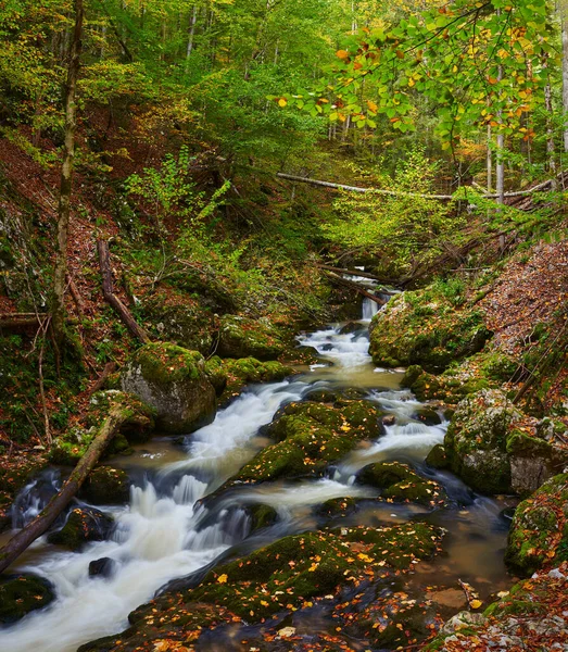 Vibrant Landscape Canyon River Lush Colorful Autumn Forest — Stock Photo, Image