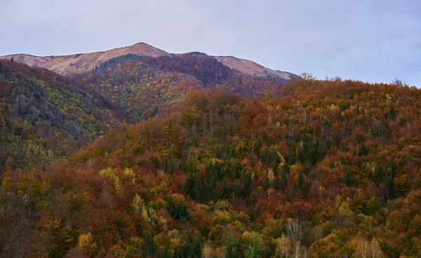 Wibrujący Jesienny Krajobraz Górami Pokrytymi Kolorowymi Lasami Obrazek Stockowy