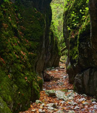 Sonbaharda, bereketli ormandaki derin bir kanyonun suları tarafından oyulmuş Jurasik kireç taşıyla dolu canlı bir manzara.