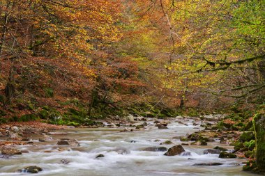 Renkli sonbahar zamanında ormandaki bir nehrin canlı manzarası