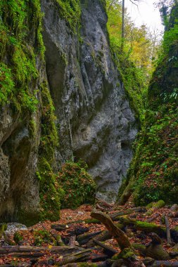 Sonbaharda, bereketli ormandaki derin bir kanyonun suları tarafından oyulmuş Jurasik kireç taşıyla dolu canlı bir manzara.