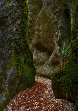 Sonbaharda, bereketli ormandaki derin bir kanyonun suları tarafından oyulmuş Jurasik kireç taşıyla dolu canlı bir manzara.