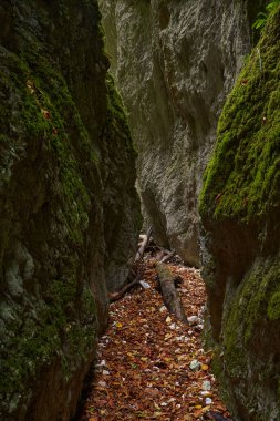Sonbaharda, bereketli ormandaki derin bir kanyonun suları tarafından oyulmuş Jurasik kireç taşıyla dolu canlı bir manzara.