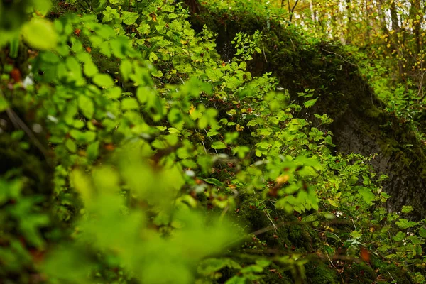 Großaufnahme Von Bodenbelag Der Herbst Wald Noch Grün Ist — Stockfoto