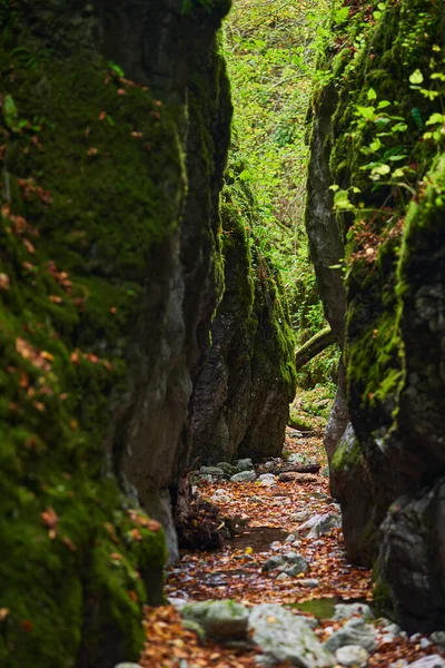秋の緑豊かな森の深い渓谷で水で彫られたジュラシック石灰岩の鮮やかな風景 — ストック写真