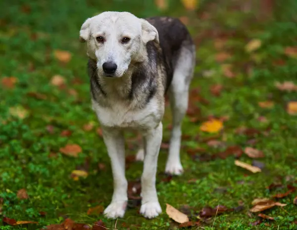Собака Лесу Осенний Портрет Питомца — стоковое фото