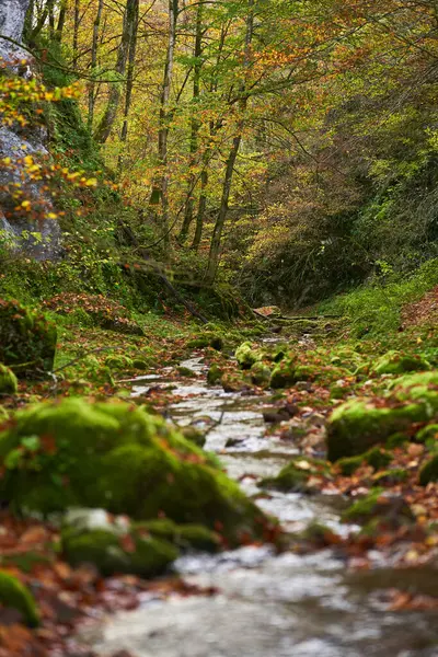 Bajkowy Krajobraz Leśny Najbardziej Kolorowym Okresie Jesiennym Korytem Rzeki Dziczy — Zdjęcie stockowe
