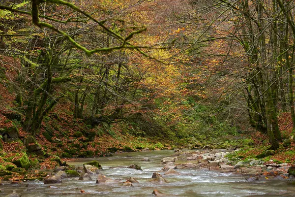 Paisaje Vibrante Río Bosque Durante Otoño Colorido — Foto de Stock