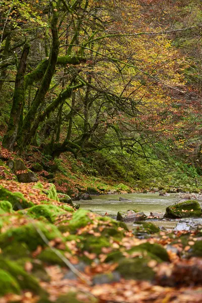 Tętniący Życiem Krajobraz Rzeki Lesie Podczas Barwnego Jesiennego Czasu — Zdjęcie stockowe