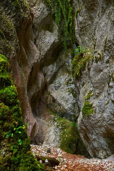 秋の緑豊かな森の深い渓谷で水で彫られたジュラシック石灰岩の鮮やかな風景 — ストック写真