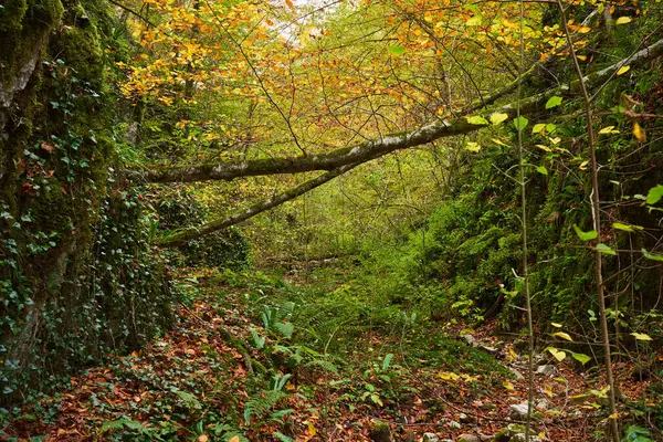 Märchenhafte Waldlandschaft Der Buntesten Herbstzeit Mit Einem Flussbett Der Wildnis — Stockfoto