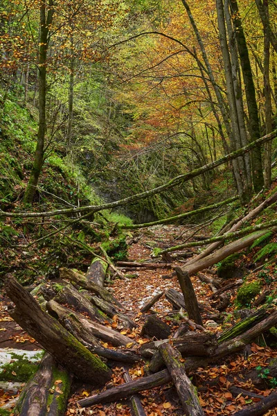 Märchenhafte Waldlandschaft Der Buntesten Herbstzeit Mit Einem Flussbett Der Wildnis — Stockfoto