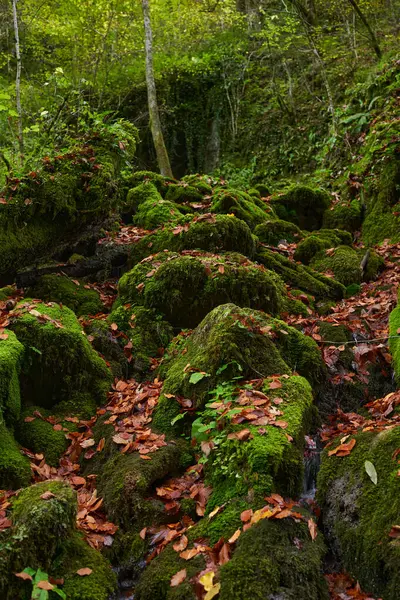 Paysage Forestier Contes Fées Automne Coloré Avec Lit Rivière Pleine — Photo