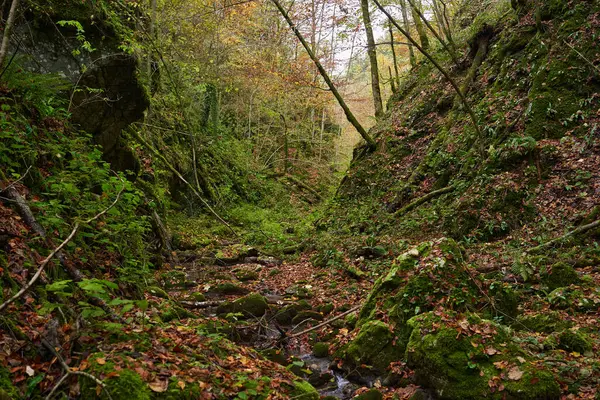 Peri Masalı Orman Manzarası Renkli Sonbahar Zamanı Vahşi Doğada Bir — Stok fotoğraf