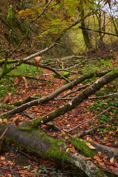 Bajkowy Krajobraz Leśny Najbardziej Kolorowym Okresie Jesiennym Korytem Rzeki Dziczy — Zdjęcie stockowe