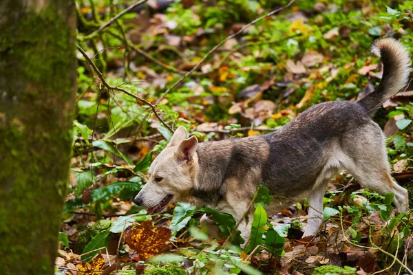 Cão Floresta Retrato Animal Estimação Outonal Imagens De Bancos De Imagens