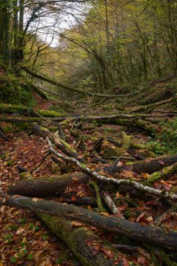 Peri masalı orman manzarası en renkli sonbahar zamanı vahşi doğada bir nehir yatağı