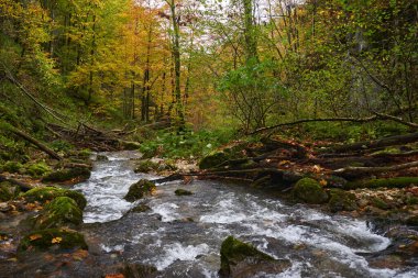 Renkli sonbahar zamanında ormandaki bir nehrin canlı manzarası