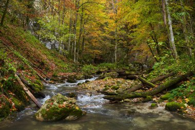 Renkli sonbahar zamanında ormandaki bir nehrin canlı manzarası