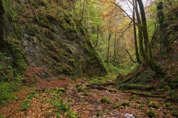 Sagolikt Skogslandskap Den Mest Färgstarka Hösttiden Med Flodbädd Vildmarken — Stockfoto