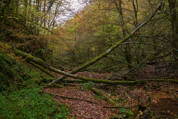 Paysage Forestier Contes Fées Automne Coloré Avec Lit Rivière Pleine — Photo