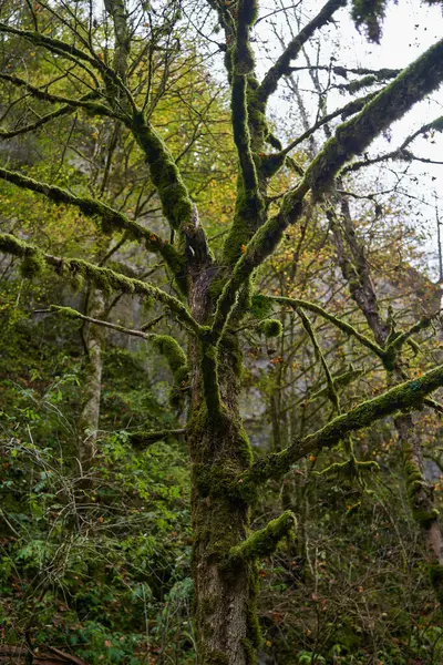 Mystiskt Landskap Med Ett Kargt Träd Täckt Mossa Vid Flod — Stockfoto