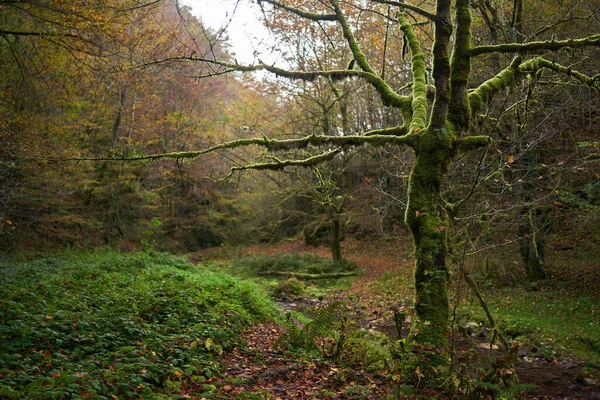 在五彩斑斓的森林里 神秘的风景中 一棵荒芜的树被一条河流覆盖着苔藓 — 图库照片