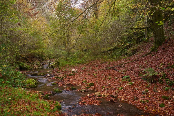 Fairytale Forest Landscape Most Colorful Autumn Time River Bed Wilderness — Stock Photo, Image