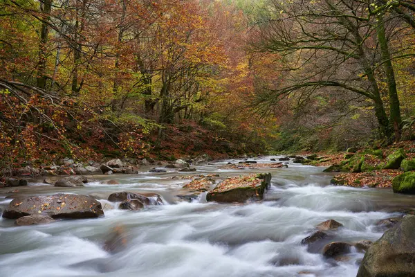 Levendig Landschap Van Een Rivier Het Bos Tijdens Kleurrijke Herfst — Stockfoto
