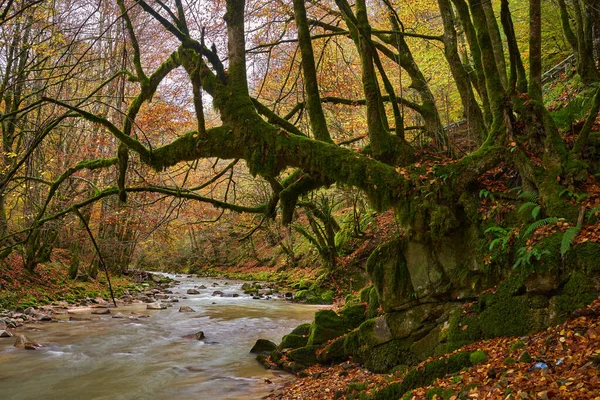 Paysage Animé Une Rivière Dans Forêt Pendant Automne Coloré — Photo