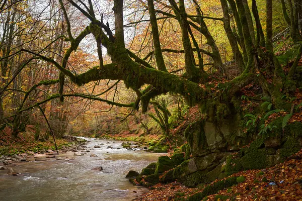 五彩缤纷的秋天 森林中一条河的美丽风景 — 图库照片