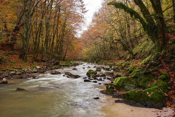 Renkli Sonbahar Zamanında Ormandaki Bir Nehrin Canlı Manzarası — Stok fotoğraf