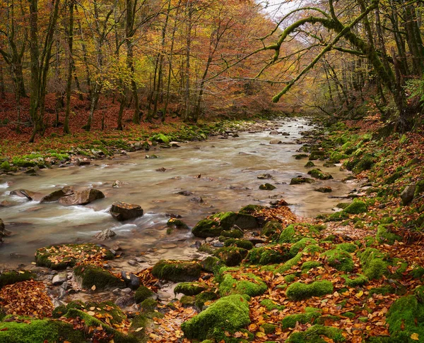 Renkli Sonbahar Zamanında Ormandaki Bir Nehrin Canlı Manzarası — Stok fotoğraf