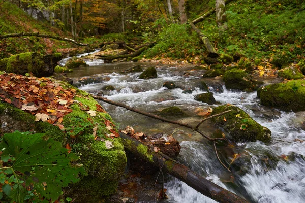 Vibrant Landscape River Forest Colorful Autumn Time — Stock Photo, Image
