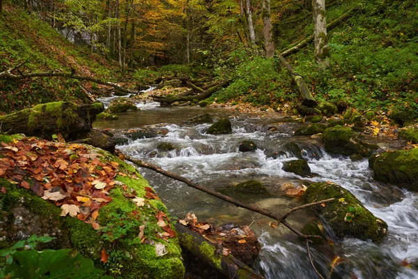 Vibrerande Landskap Flod Skogen Färgglada Hösten Tid — Stockfoto