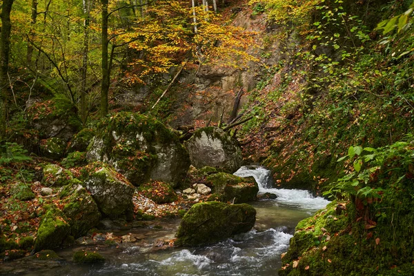 Lebendige Flusslandschaft Wald Während Der Farbenfrohen Herbstzeit — Stockfoto