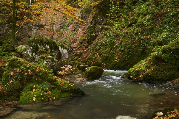 Vibrant Landscape River Forest Colorful Autumn Time — Stock Photo, Image