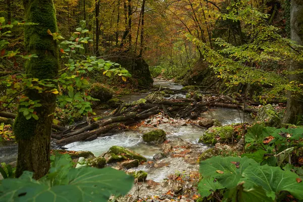 Paisaje Vibrante Río Bosque Durante Otoño Colorido —  Fotos de Stock