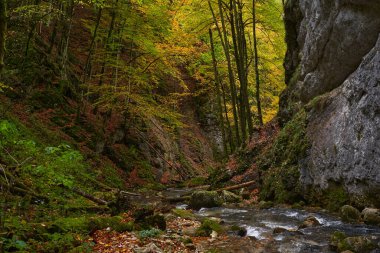 İçinden bir nehrin aktığı geniş bir mağara girişinin canlı sonbahar manzarası.