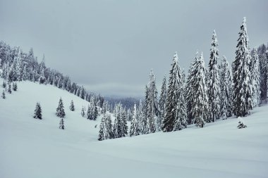 Dağdaki çam ormanlarının karla kaplı olduğu kış manzarası