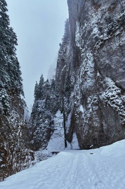 Dağdaki çam ormanlarının karla kaplı olduğu kış manzarası