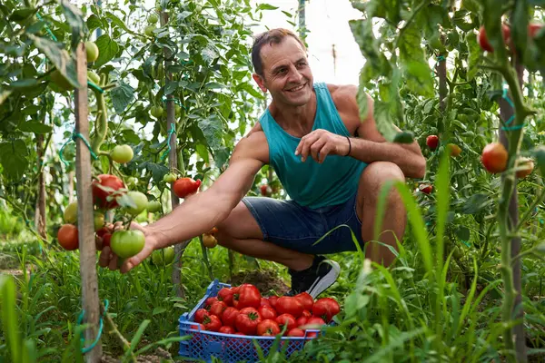 Glad Bonde Plockar Hemätna Tomater Låda Sin Hydda — Stockfoto
