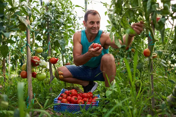 快乐的农民在他的温室里的板条箱里采摘土生土长的西红柿 — 图库照片