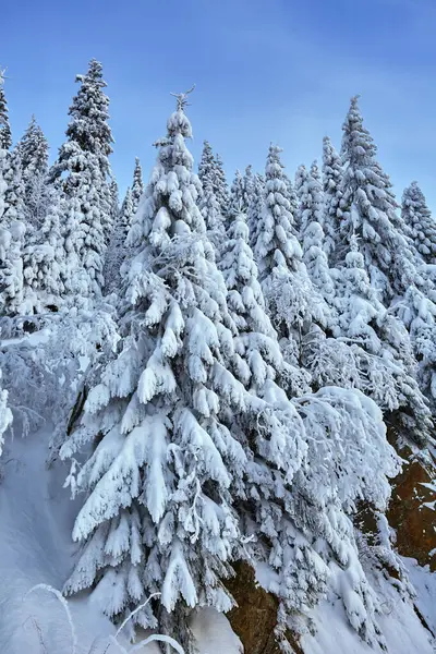 Winterlandschap Met Dennenbossen Berg Bedekt Met Sneeuw — Stockfoto