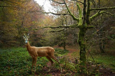 Roebuck, erkek yumurta geyiği, Capreolus capreolus, büyülü ormandaki yosunlarla kaplı bir ağacın yanında.