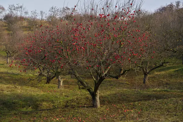 Unusual Apple Tree Full Red Fruits Winter Very Warm December — Stock Photo, Image